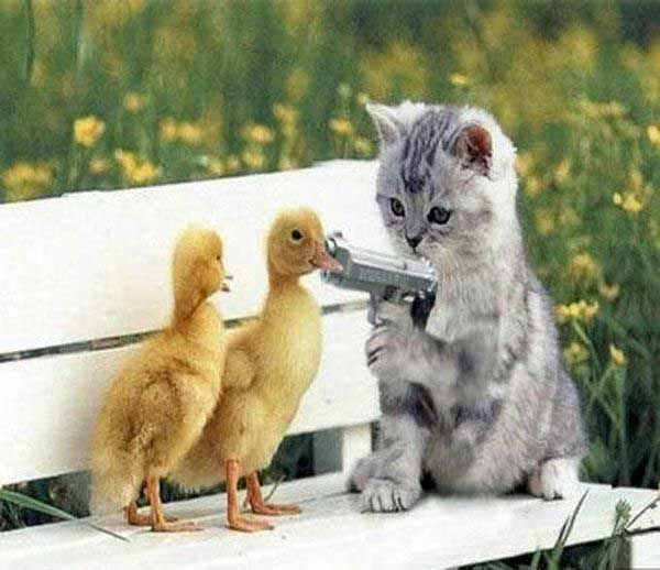 Cat with gun.