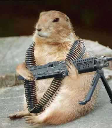 Gordon the killer groundhog.