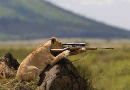 Sniper lion.