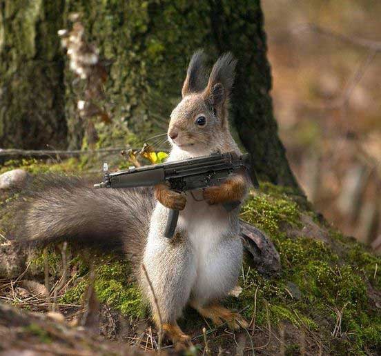 Homicidal squirrell.