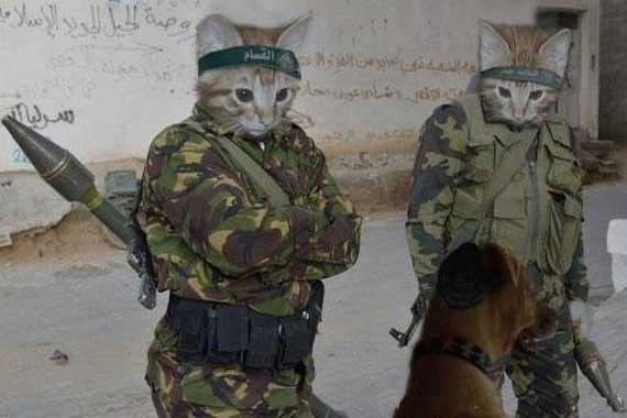 Terrorist cats.