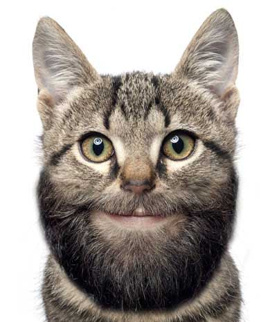 cat with beard