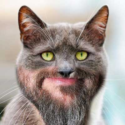 cat with beard