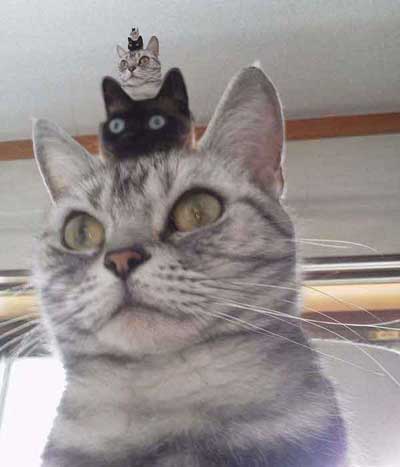 cat and cat hat